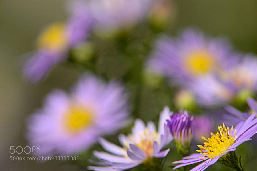 Photograph aster by paul andrews on 500px