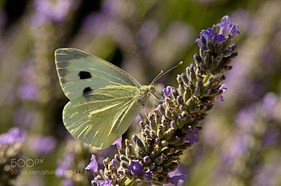 Photograph cabbage white butterfly by paul andrews on 500px