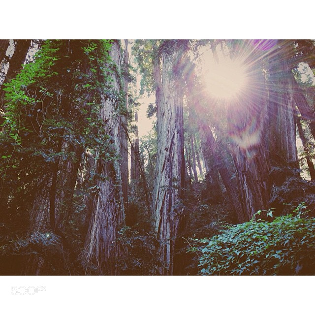 Photograph Flares of Muir Woods. #500northwest #california #travel #vscocam #vsco #forest #sunshine #adventure by Evgeny Tchebotarev on 500px