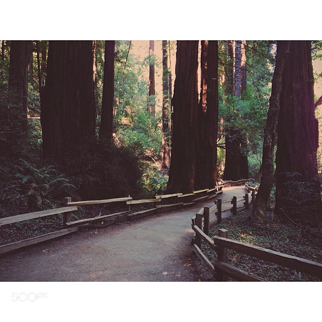 Photograph Day 1: Muir woods #500northwest #adventure #sanfrancisco #sf #nature #forest #vscocam #vsco #filtere by Evgeny Tchebotarev on 500px