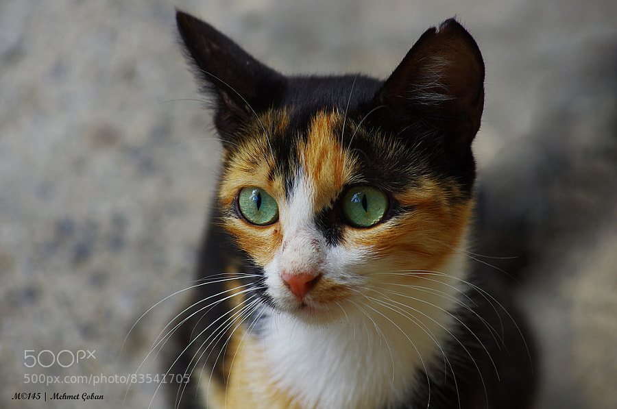 Photograph green eyes by Mehmet Çoban on 500px