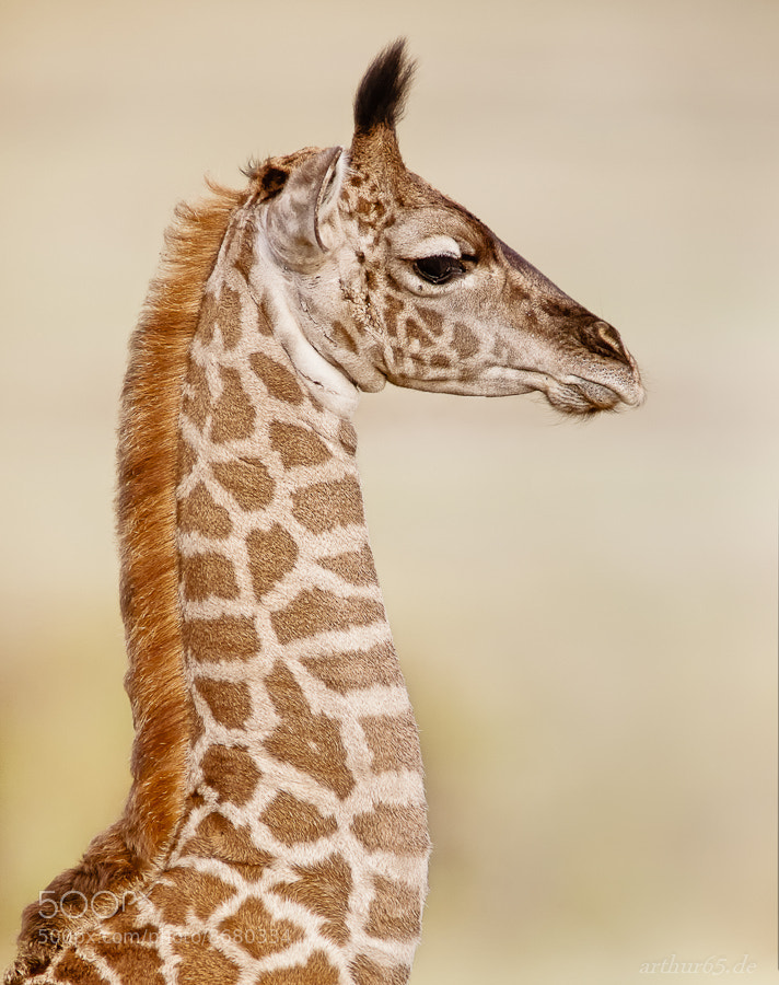 Photograph Baby Giraffe by Arthur Brunner on 500px