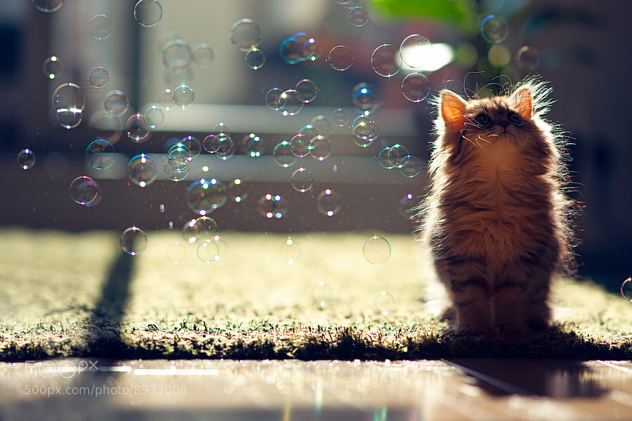 Photograph Kitten Observes Transit of Bubbles by Ben Torode on 500px
