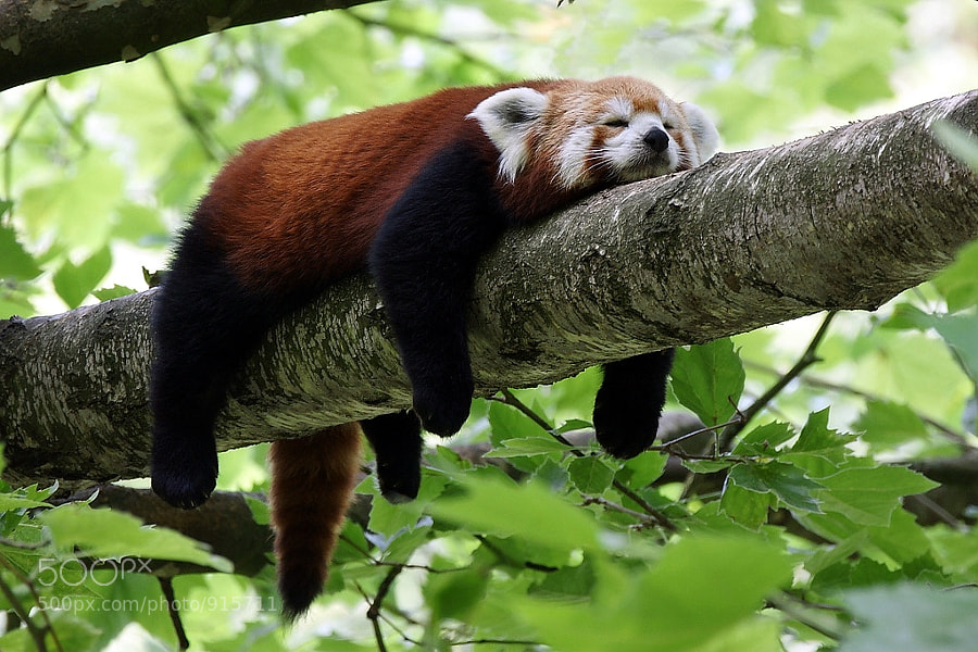 cute red pandas - Photograph S i e s t a by Holger Ströder on 500px
