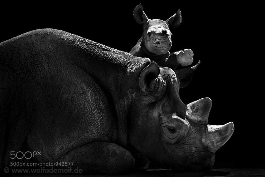 11 rhino and baby