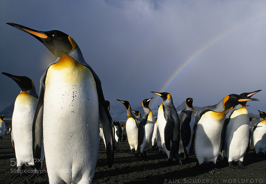 Photograph King Penguins by Paul Souders | WorldFoto on 500px