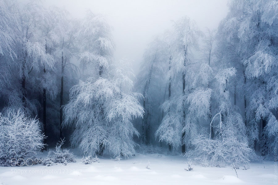 Photograph Frozen Forest by Evgeni Dinev on 500px
