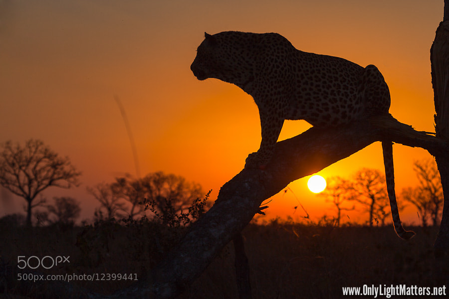Photograph Leopard at Sunset by Yann Mornet on 500px