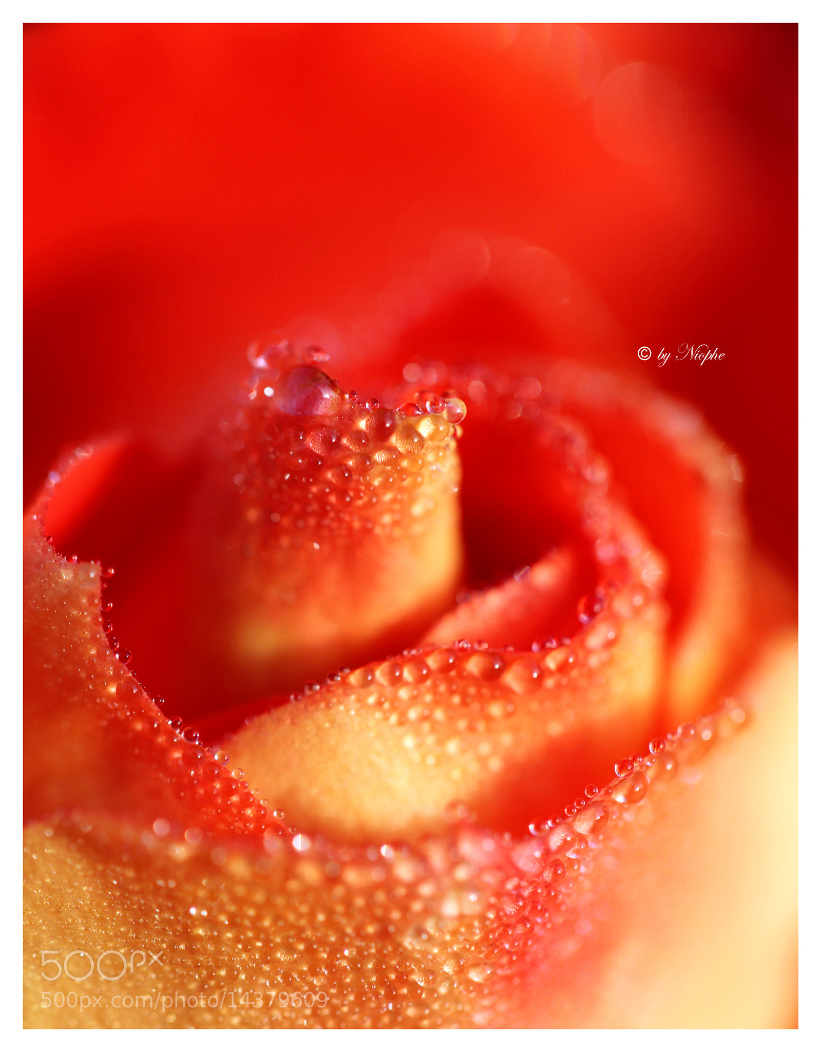 Pearls of Rose Pearls of Rose by Niophe Fotografie / 500px - 웹
