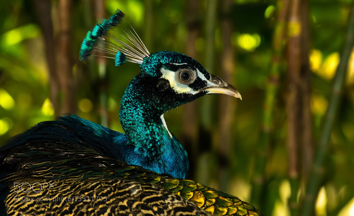 Photograph Peacock 