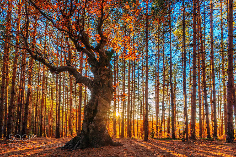Photograph The King Of the Forest by Evgeni Dinev on 500px