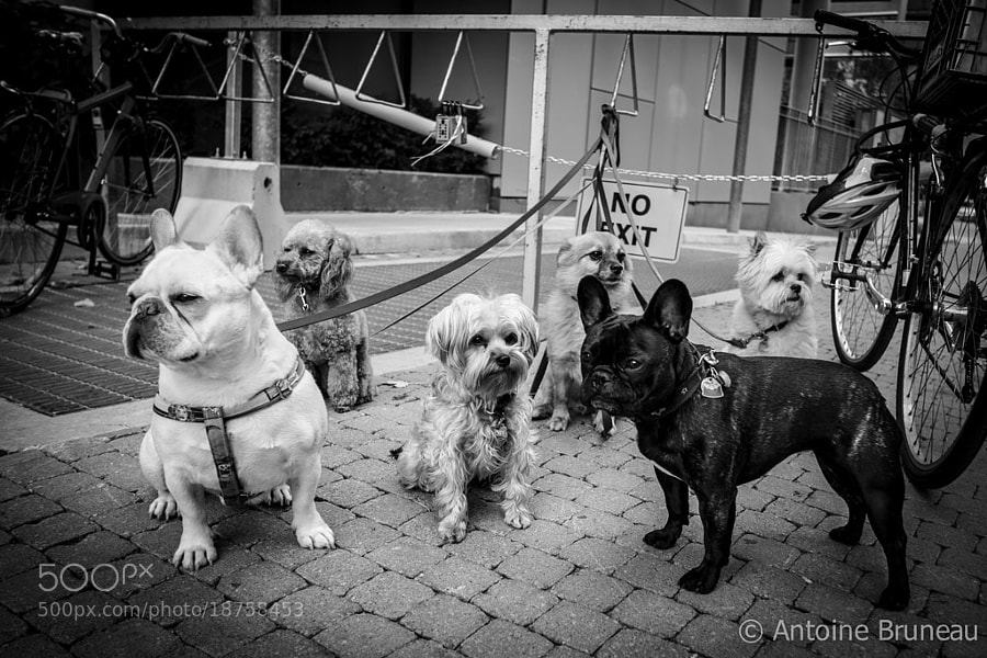 Photograph Stay Pawsitive by Antoine BRUNEAU on 500px