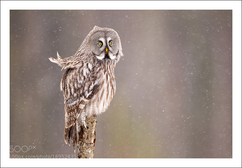 Photograph Let it snow.. by Jules Cox on 500px