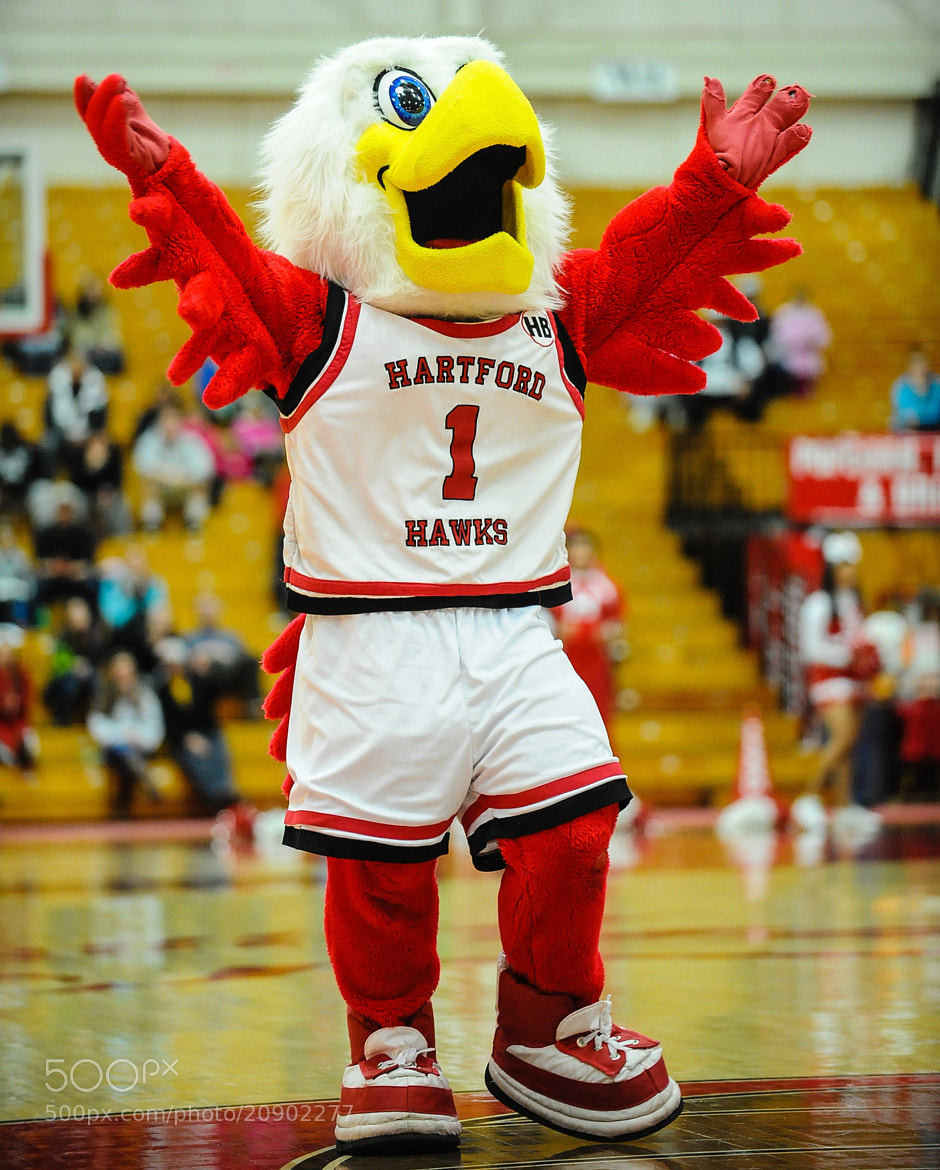 Hartford hawks mascot howie the hawk mascot bear logo