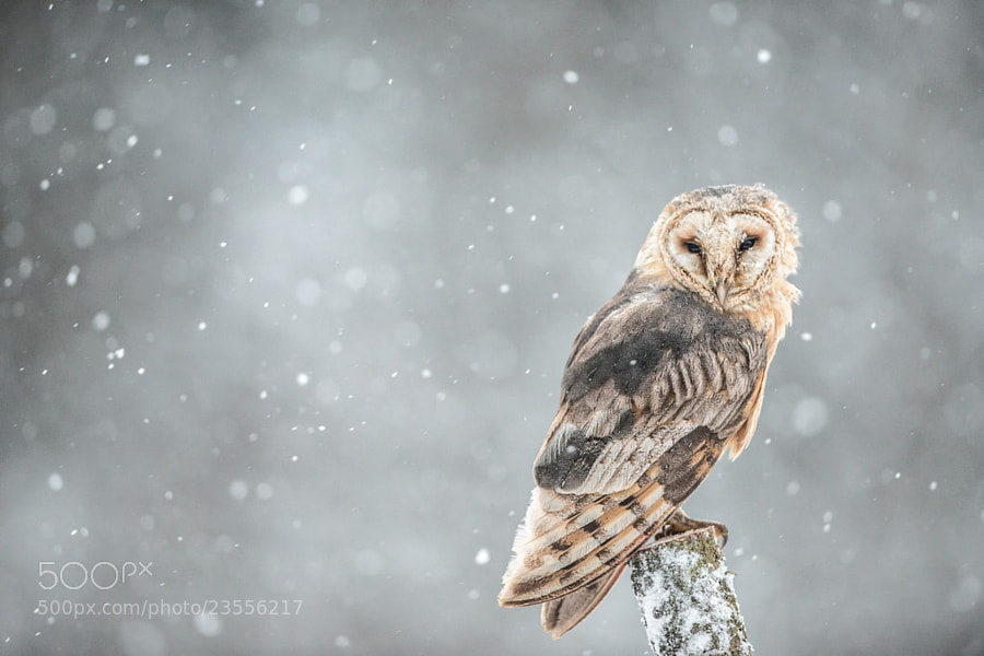 Photograph Barn Owl  by Susanna Chan on 500px