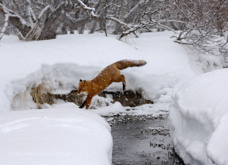 Photograph Winter landing. by Igor Shpilenok on 500px
