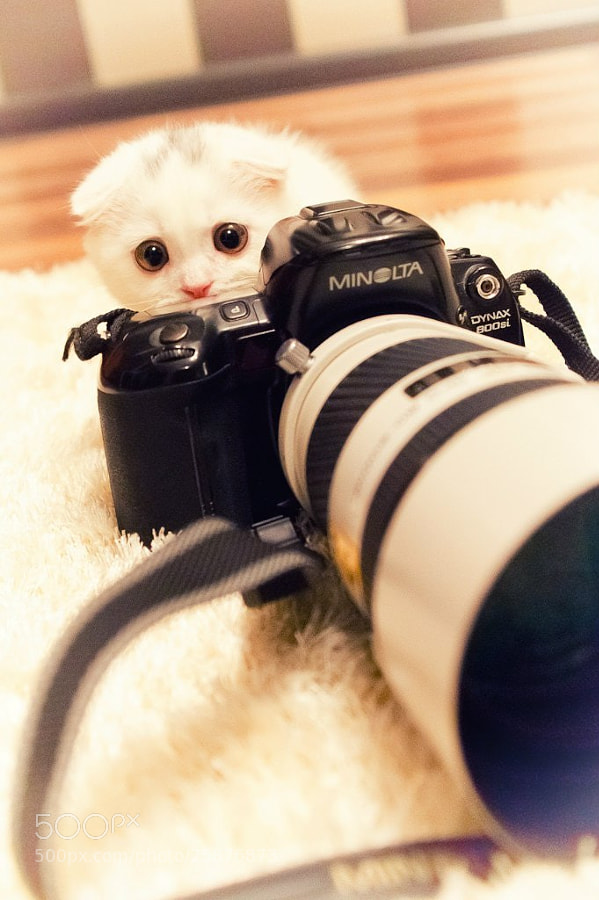 Photograph furry photographer... by Pavel Petrov on 500px