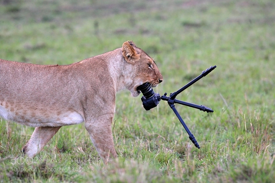 Photograph Lion and photo camera by Thomas Selig on 500px