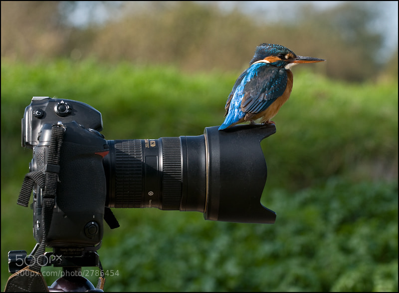 Photograph Watch The Birdie 2 by Tony Flashman on 500px