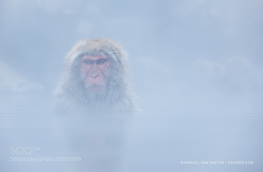 Winter photography - Photograph Steamy Bath by Marsel van Oosten on 500px