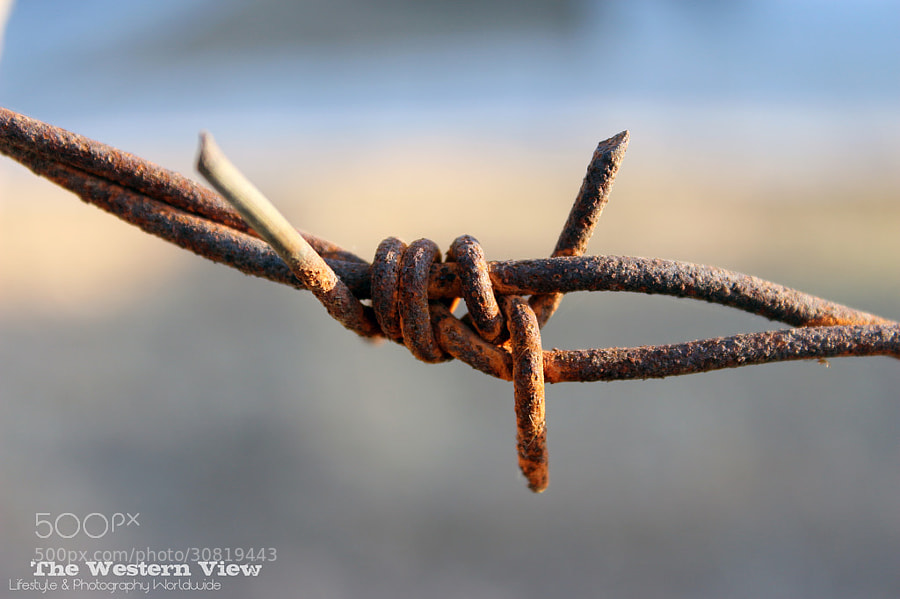 Photograph Rusted Sunny Barbwire by PwDesigns  on 500px