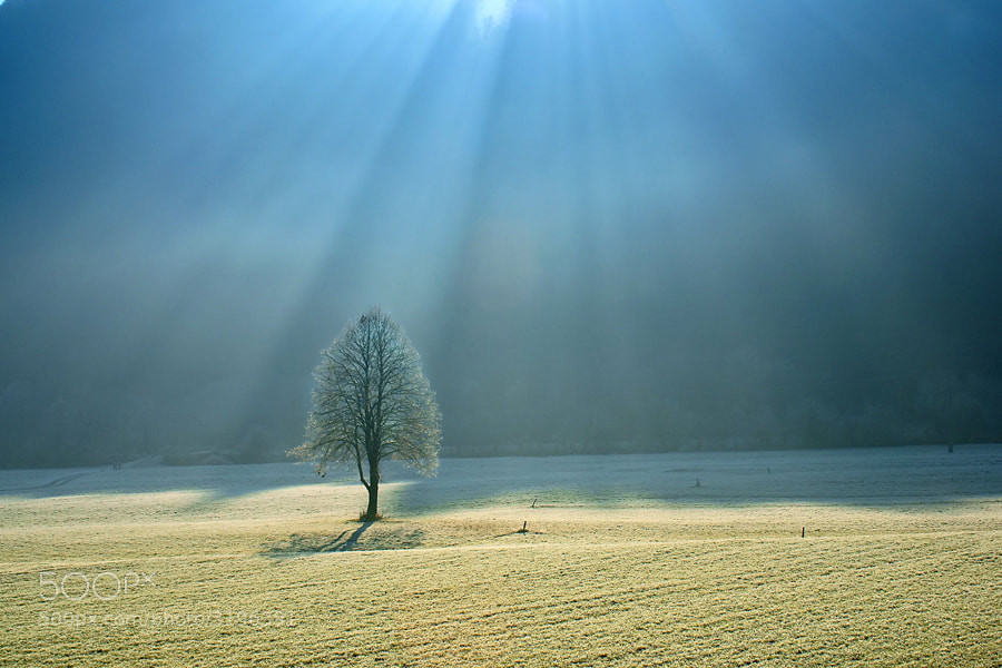 Photograph Backlight by Janez Tolar on 500px