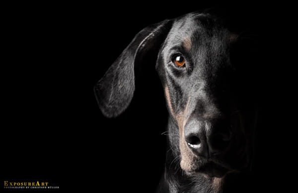 TheDoberman by Christoph Müller on 500px.com