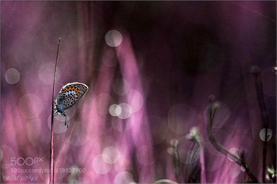 Photograph Purple dream... by Wil Mijer on 500px