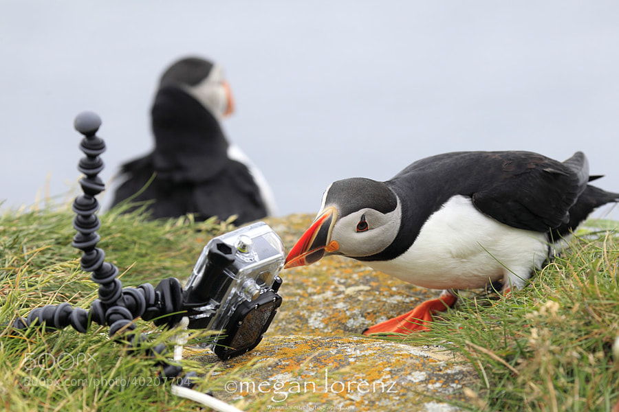 Photograph Hero Down.  Puffin To The Rescue. by Megan Lorenz on 500px