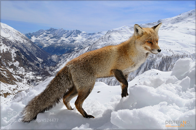 Photograph Snowy Red Fox by Nicola Destefano on 500px