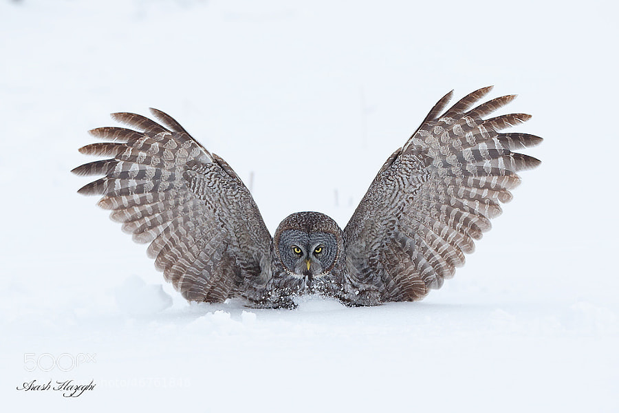 Photograph Great Grey owl by Ari Hazeghi on 500px