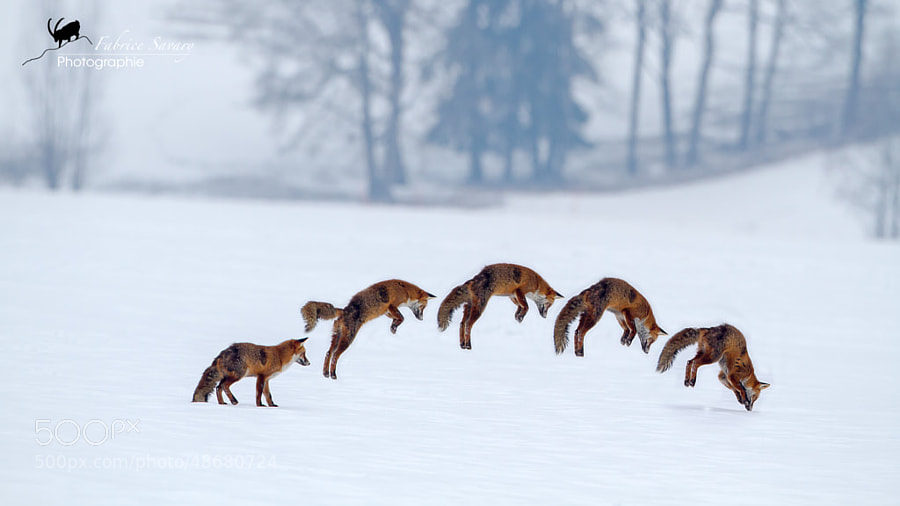 Photograph Fox jump by Fabrice Savary  on 500px