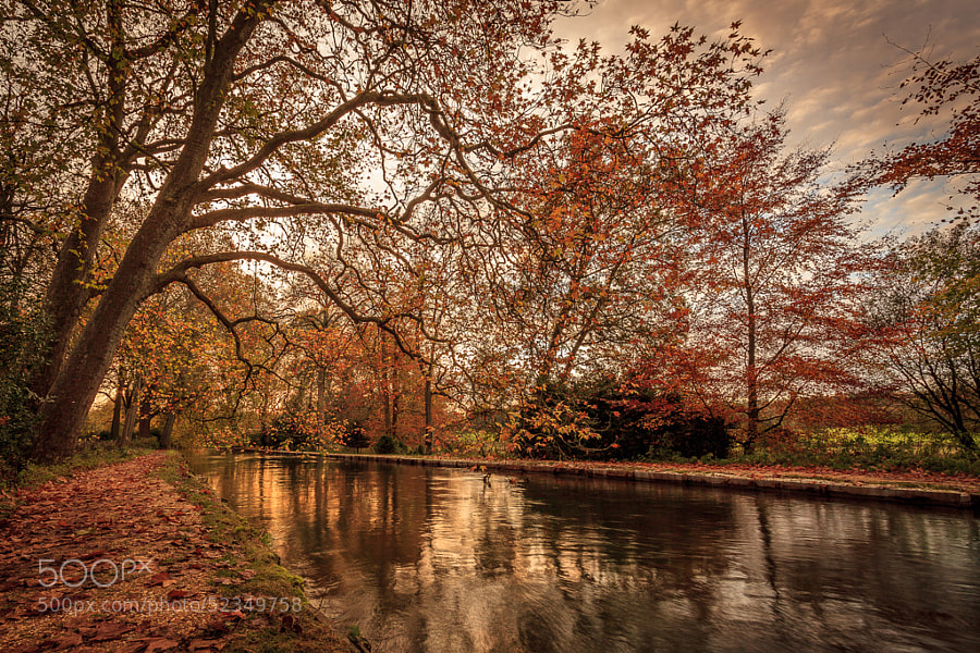 A river flowing beneath trees in Autumn