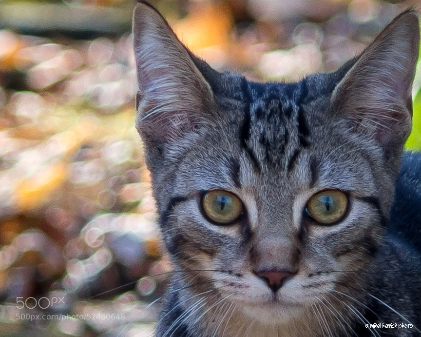 Kitty with Bokeh by Mikell Herrick on 500px.com