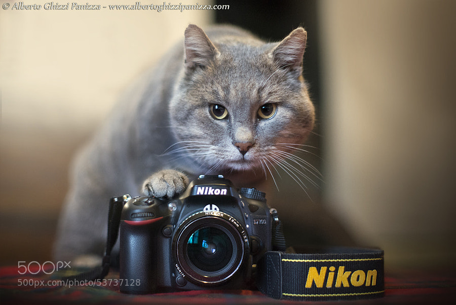 Photograph I'm a real professionist by Alberto Ghizzi Panizza on 500px