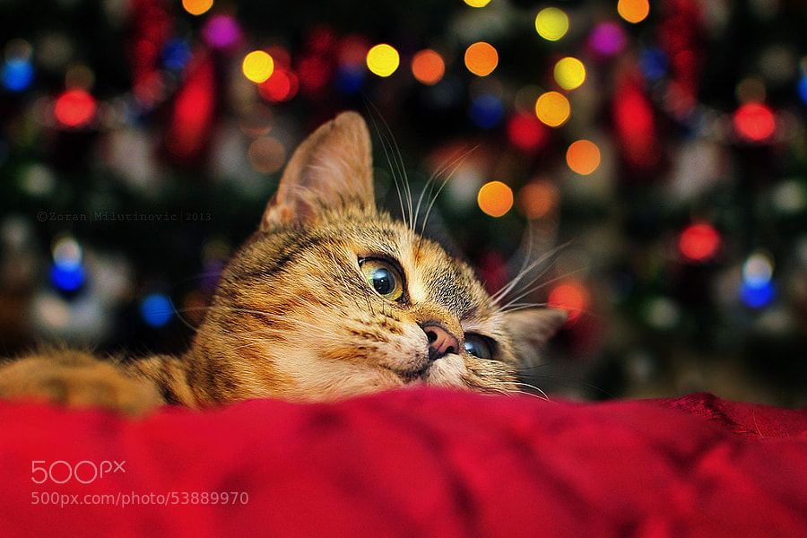 Photograph Waiting for Santa by Zoran Milutinovic on 500px