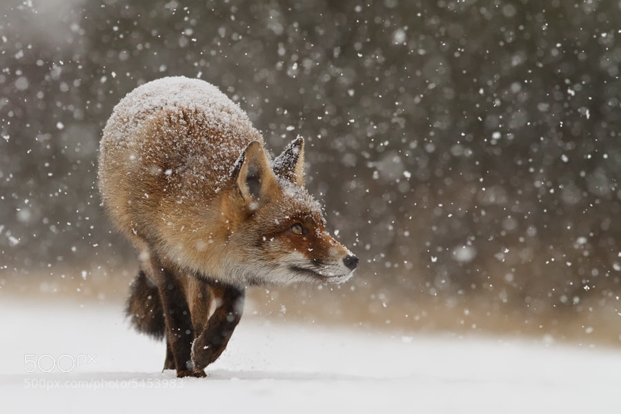 Photograph Fox' First Snow by Roeselien Raimond on 500px