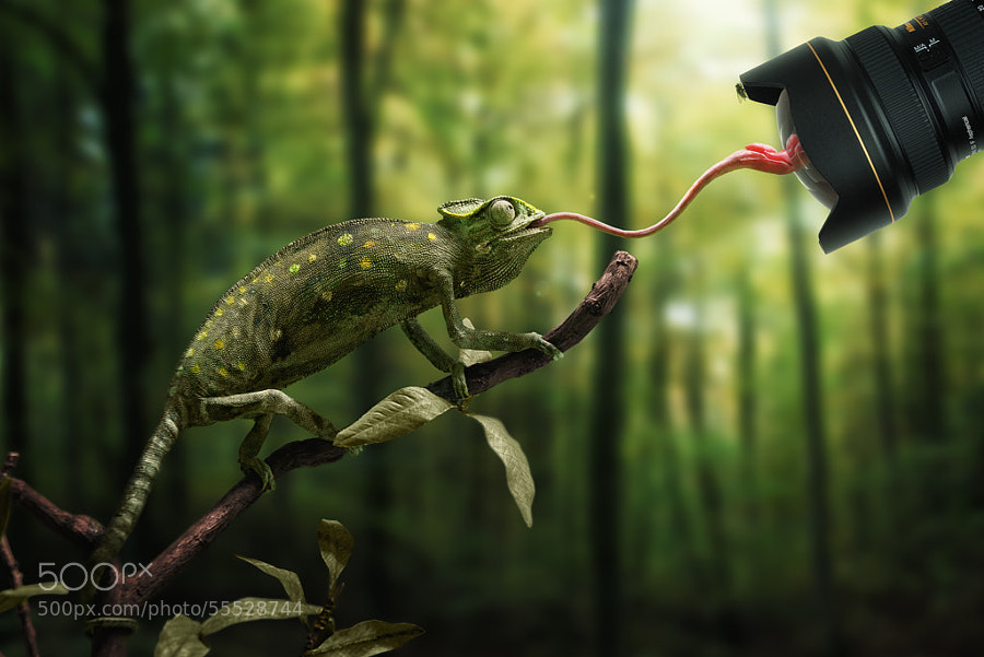 Photograph Just a chameleon action shooting with bait-lens by John Wilhelm on 500px