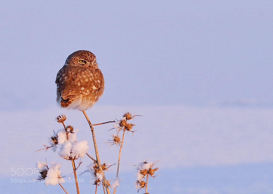 Photograph Little owl and snow by Dûrzan Cîrano on 500px