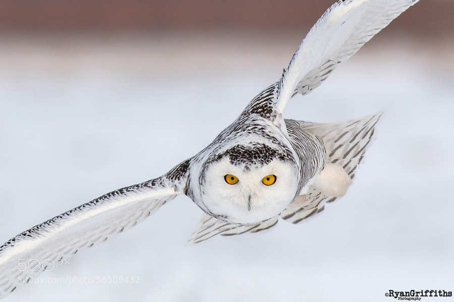 Photograph Snowy Owl by Ryan Griffiths on 500px