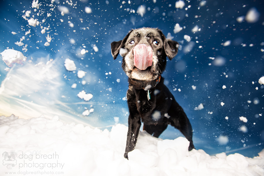 Photograph Let's Play in the Snow! by Kaylee Greer on 500px
