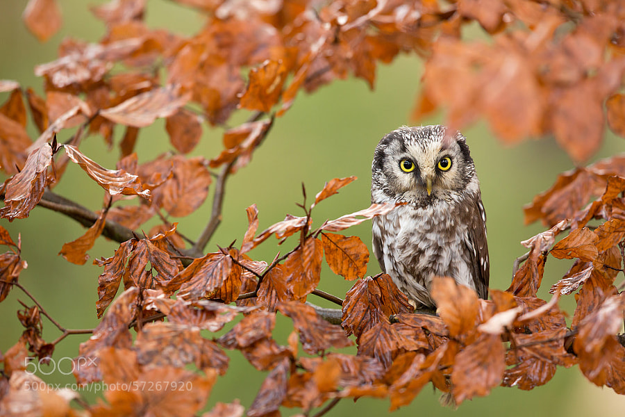 Photograph Tengmalm´s Owl by Milan Zygmunt on 500px