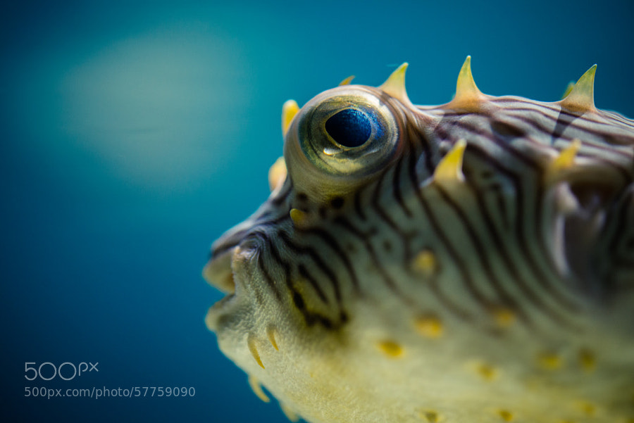 Photograph Puffer by Justin Mauldin on 500px