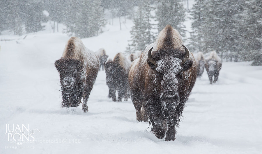 Photograph Snowy Bison, Yellowstone National Park by Juan Pons on 500px
