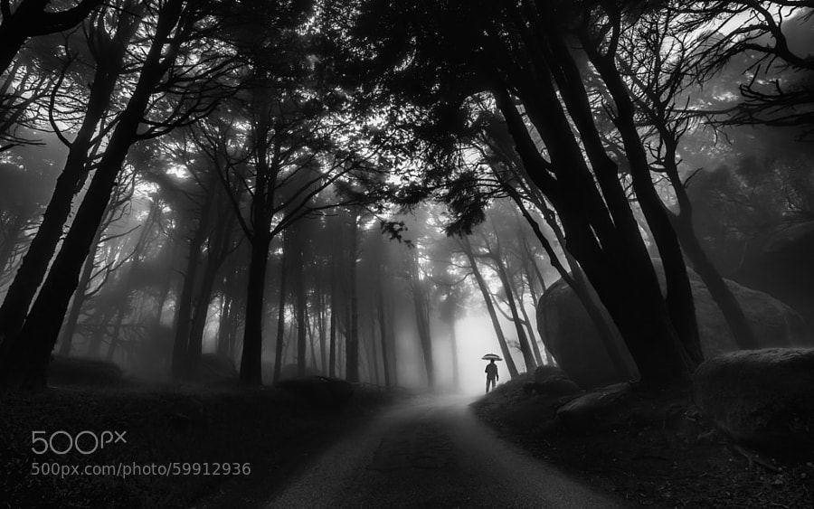 Photograph Through the mist by Paulo Mendonça on 500px