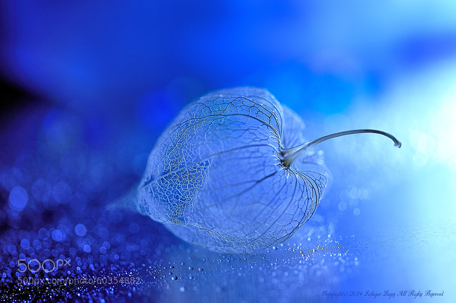 Photograph Blue syndrome?Storage of Winter by Lafugue Logos   on 500px
