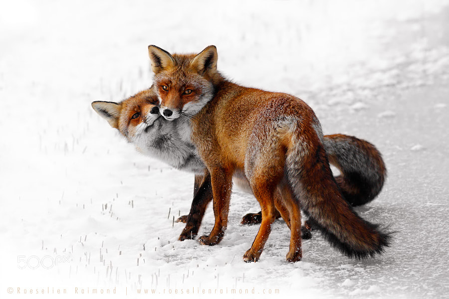 Photograph Foxy Love: A Happy Valentine by Roeselien Raimond on 500px