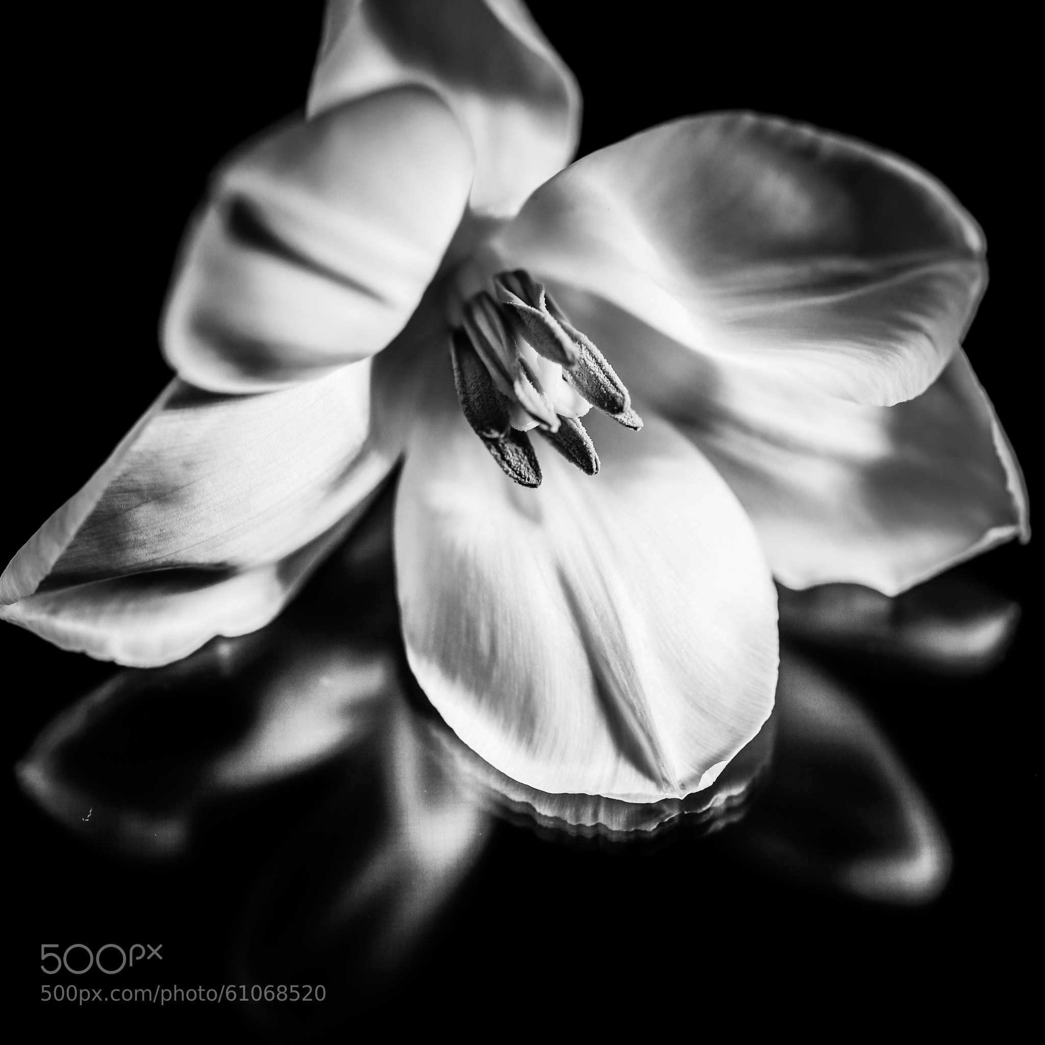 Photograph Contrast Tulip by Brant Fageraas on 500px