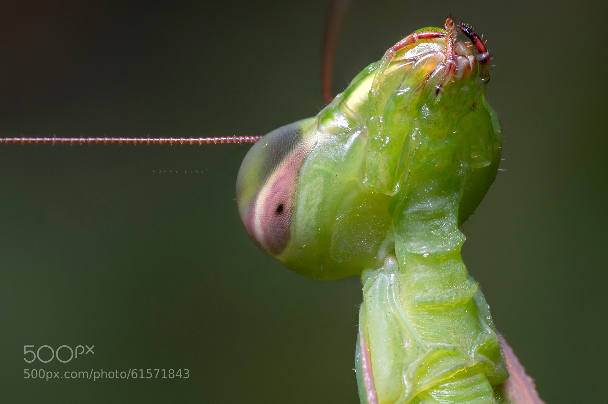 Photograph Mantis by Güray Dere on 500px" data-protect="Güray Dere" class="the_photo" style="max-height: 717px;