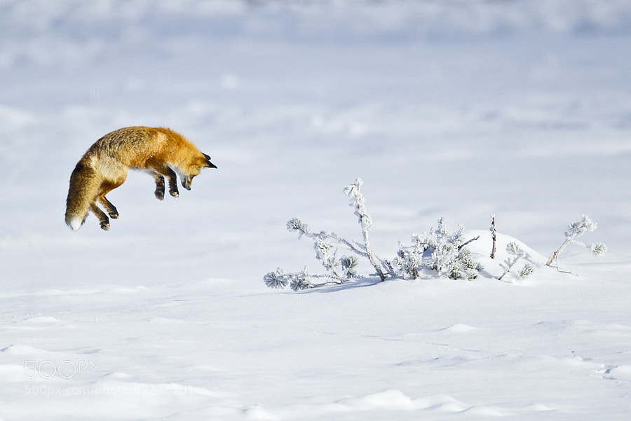 Photograph Red Fox Hunting by D. Robert Franz on 500px